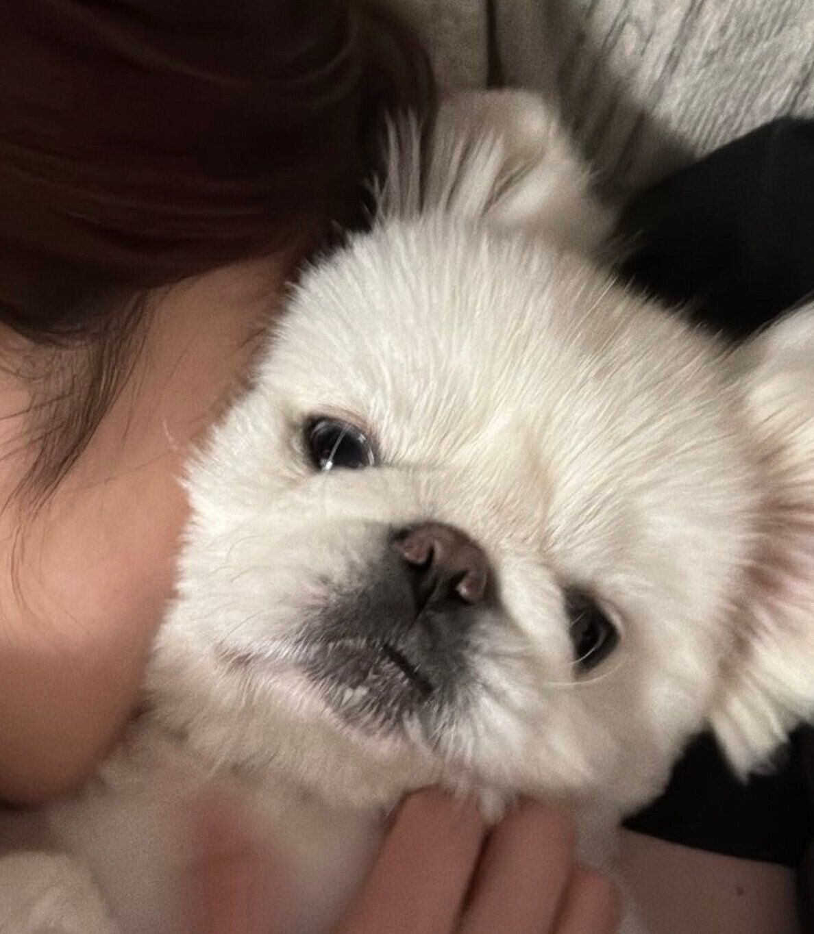 飼い主さんに吸われるしらたまくん