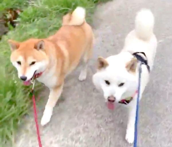 仲良く歩き出すQ太郎くんとみかんちゃん