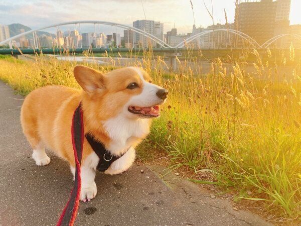 散歩をするこてつくん