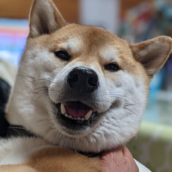 茶色の柴犬の笑顔ドアップ