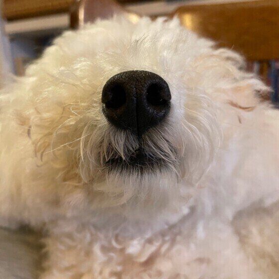 トイ・プードルの小太郎くん