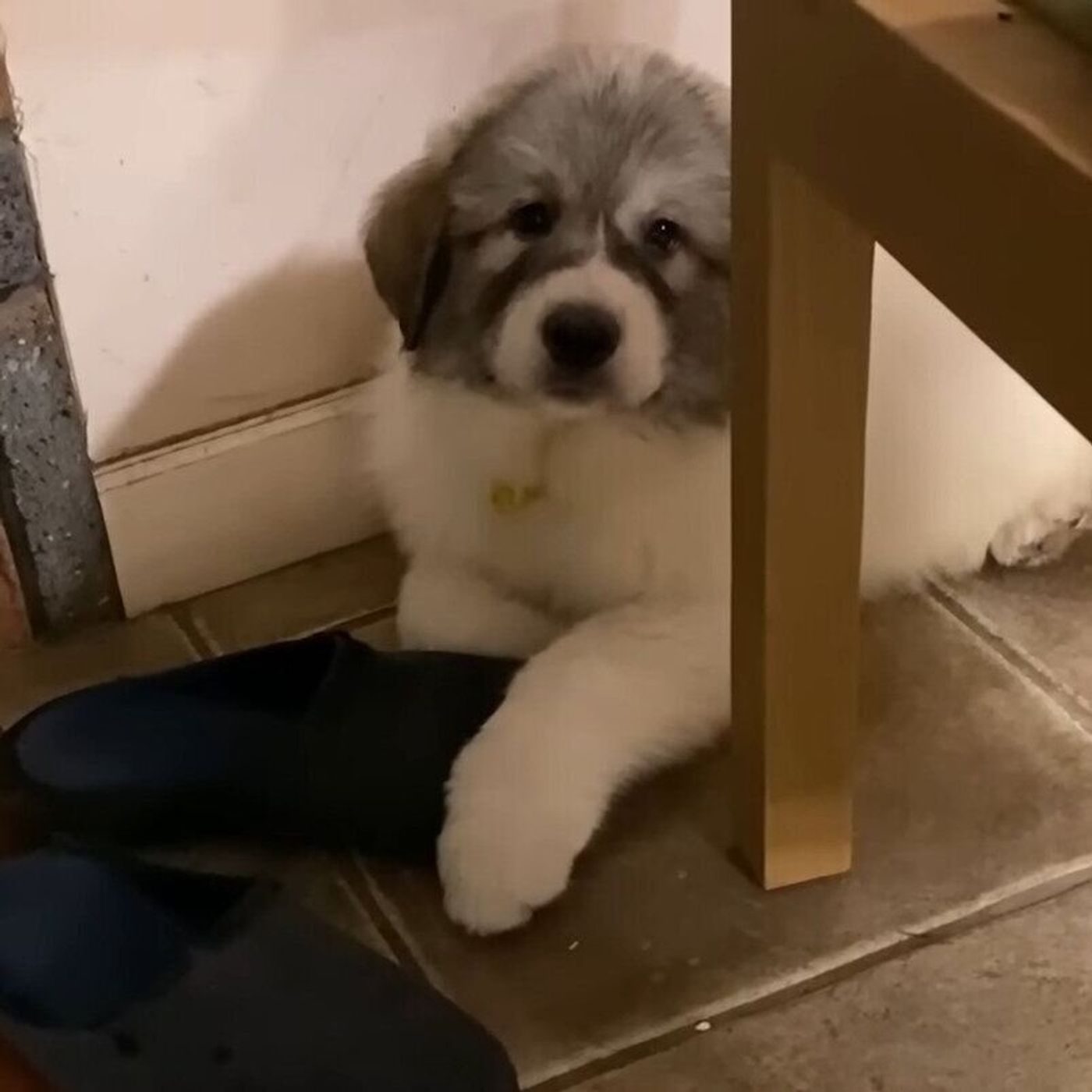 大型犬の子犬は大忙し せっせとスリッパを運んで自分のものにしちゃう いぬのきもちweb Magazine 大型犬の子犬は大忙し せっせとスリッパを運んで自分のものにしちゃう いぬのきもちweb Magazine