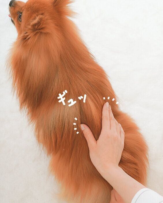 腎兪と命門を刺激