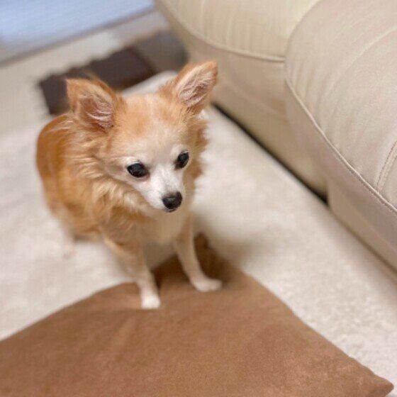 しぇる(チコ) ♪  チワワ　パピーぶってる15歳