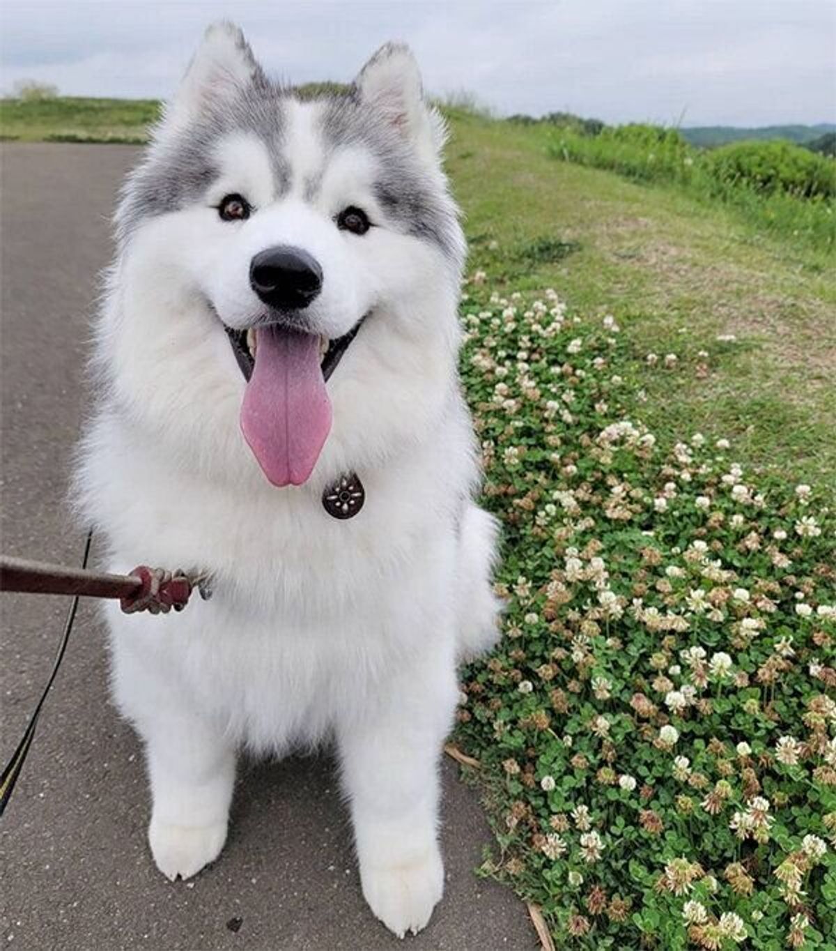 短期間でこんなに変わる 2カ月半で ワイルドな犬 に変貌を遂げたハスキーに驚き いぬのきもちweb Magazine 短期間でこんなに変わる 2カ月半で ワイルドな犬 に変貌を遂げたハスキーに驚き いぬのきもちweb Magazine