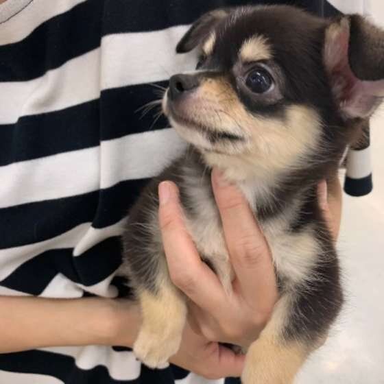 抱っこされるチワワ