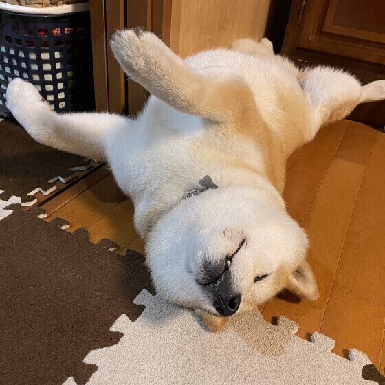 寝転がる柴犬