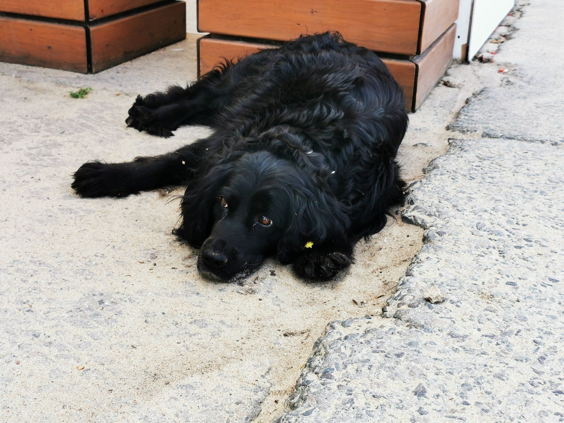 フィールド・スパニエル