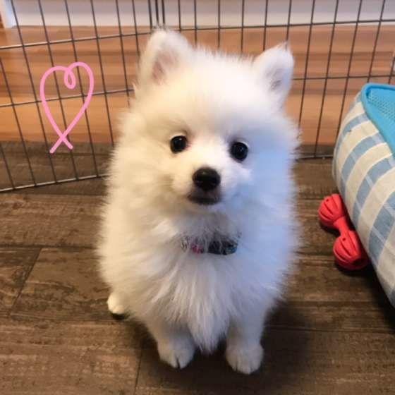 日本スピッツのレオちゃん