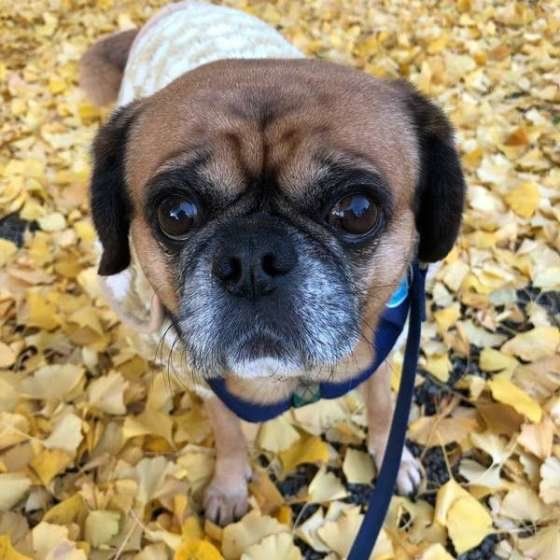 お口の周りが白くなってきたね。