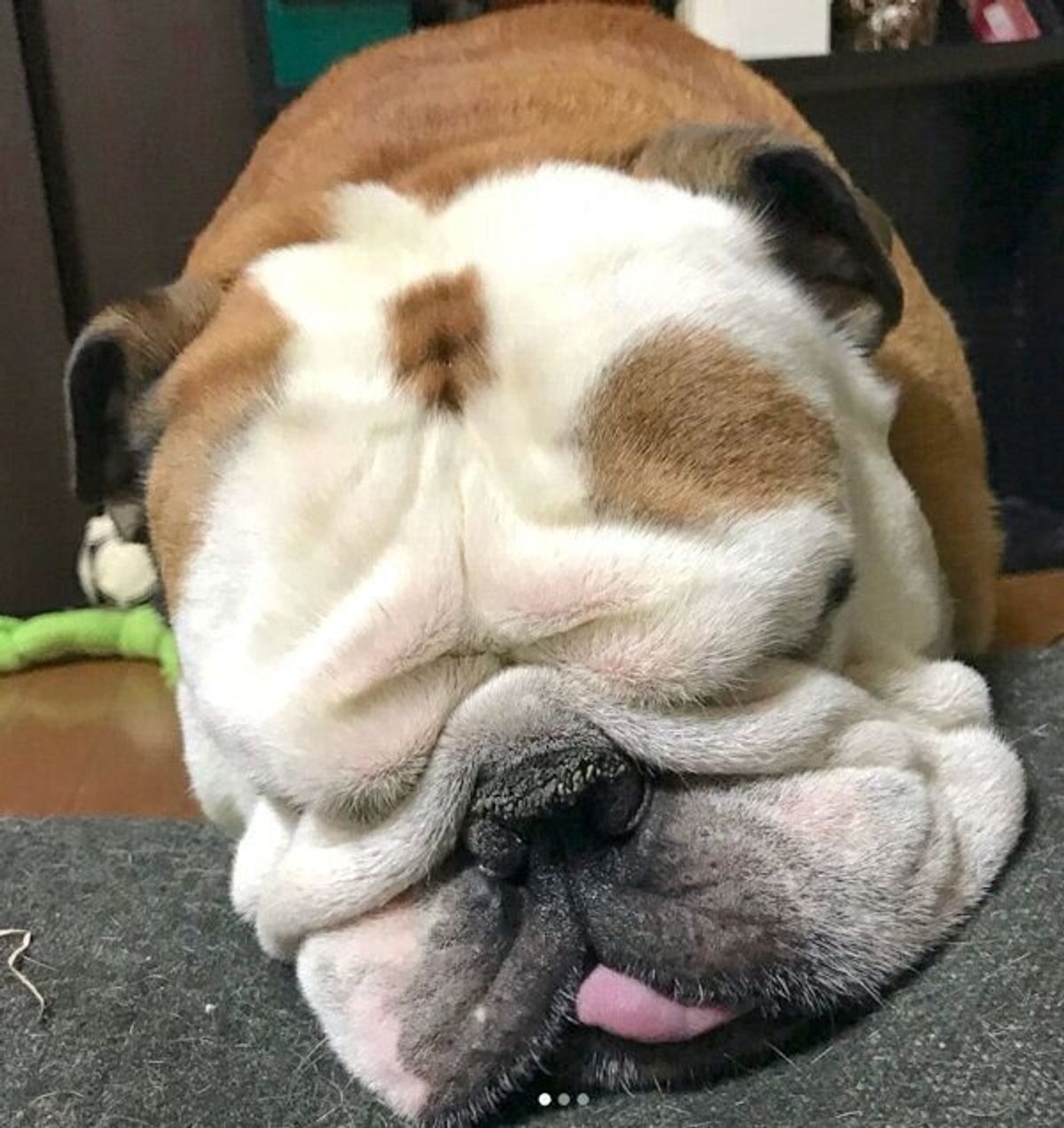 いびきをかいて眠る犬 ふつうの寝落ちかと思いきや まさかの体勢 に衝撃 いぬのきもちweb Magazine いびきをかいて眠る犬 ふつうの寝落ちかと思いきや まさかの体勢 に衝撃 いぬのきもちweb Magazine