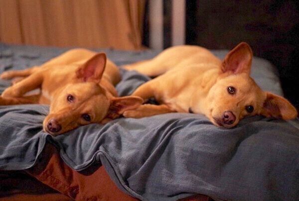 寄り添うむぎちゃんとおこめちゃん