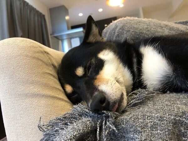 気持ちよさそうに眠るめいちゃん