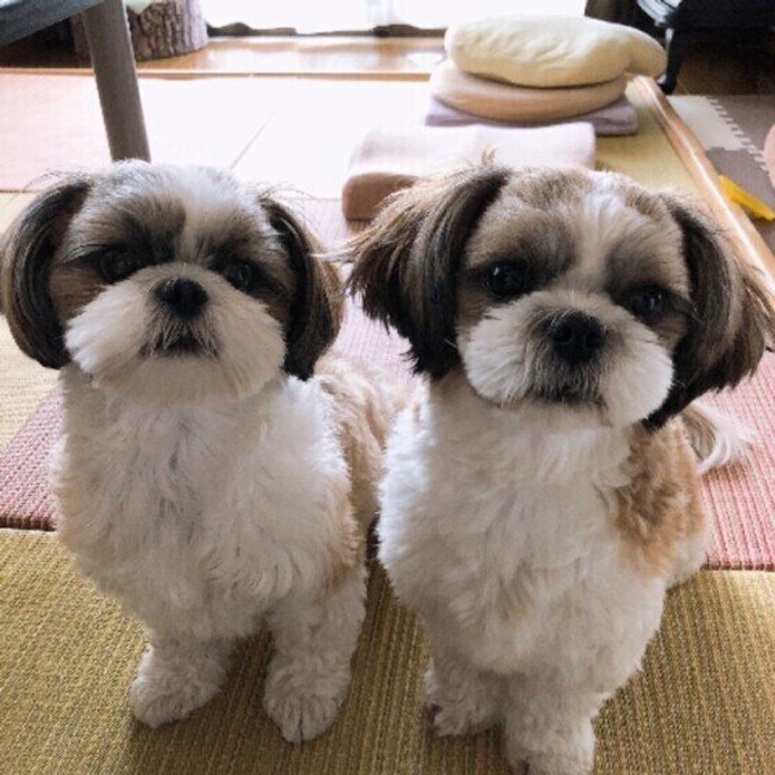 専門家監修 犬の多頭飼い ケージやサークルは一緒でいい 飼育環境のコツを解説 いぬのきもちweb Magazine 専門家監修 犬の多頭飼い ケージやサークルは一緒でいい 飼育環境のコツを解説 いぬのきもちweb Magazine