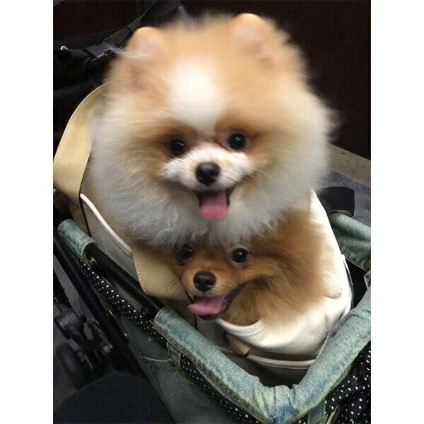 ポメ三郎くんの上に乗るポメ二郎くん