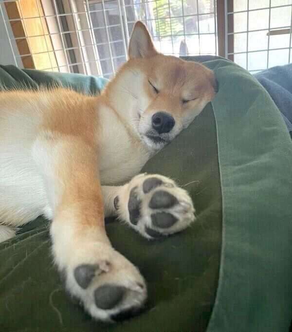 眠るチロちゃん