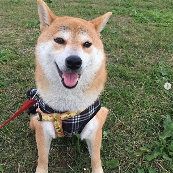 柴犬のぽん子ちゃん