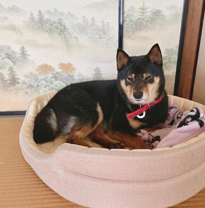 マットでくつろぐ柴犬