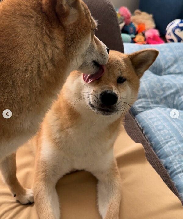 富くんの顔をペロペロなめる福ちゃん