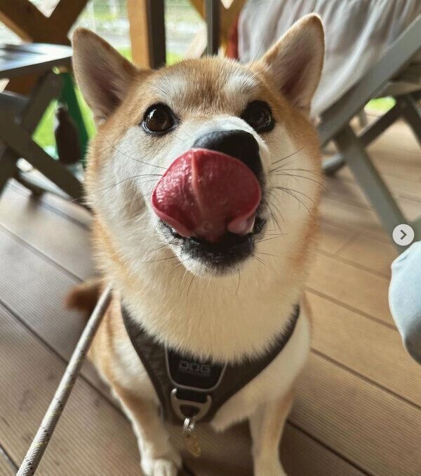 舌をぺろっとするしらすくん