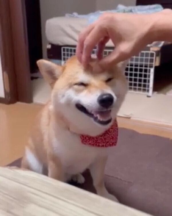 嬉しそうな紅丸くん