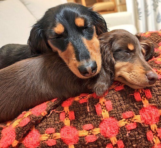 2,700件を超える「いいね」が寄せられた愛犬たちの写真（2026年6月21日時点）