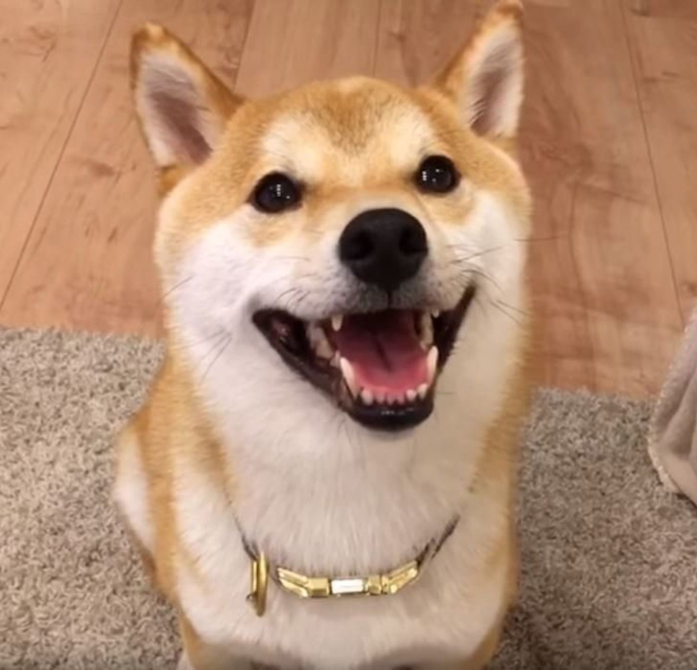 柴犬こてつ君 ボール遊びがうれしすぎて超笑顔になる いぬのきもちweb Magazine 柴犬こてつ君 ボール遊びがうれしすぎて超笑顔になる いぬのきもちweb Magazine