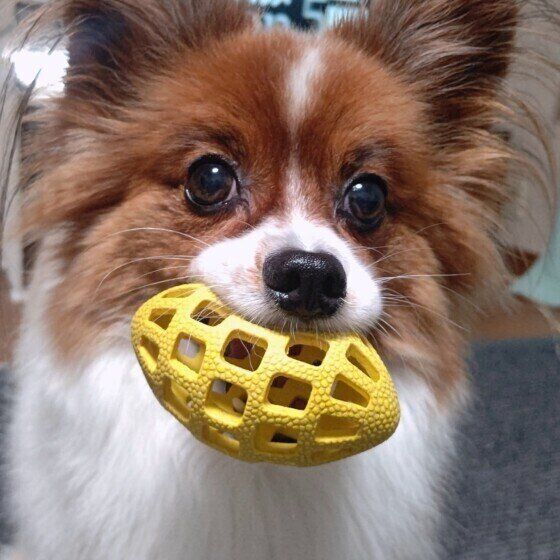 ボールをくわえるパピヨン