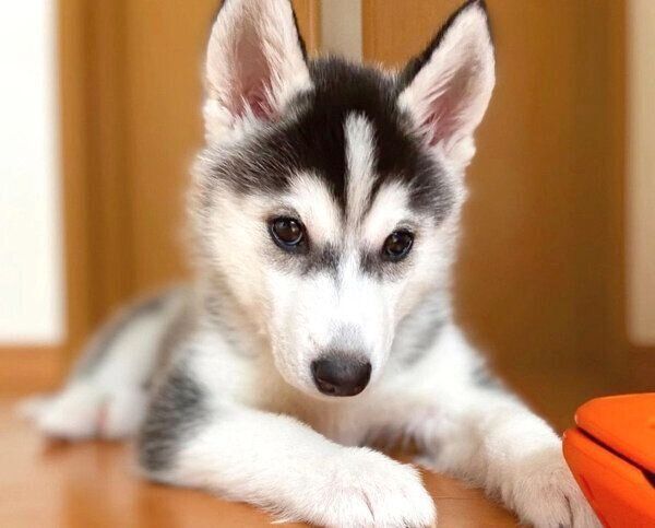 子犬時代のリブちゃん