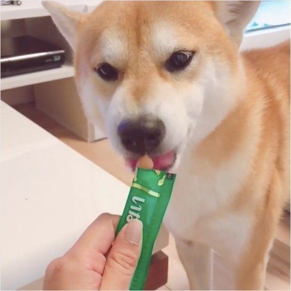 ワンちゃん用ちゅ〜る