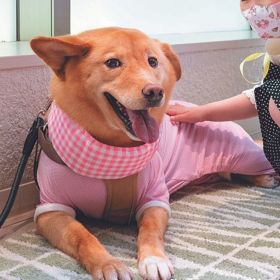 Nちゃんは小児科病棟に入院中、慈恵犬のリモートセラピーに欠かさず参加していました。慈恵犬たちのおかげで治療もがんばれたそう。退院後のこの日、初めて犬たちと直接のふれあいができて大喜び！