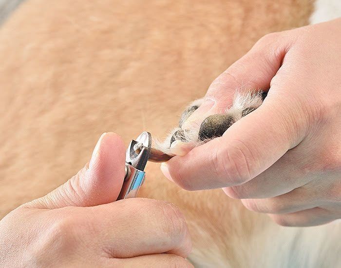 犬の爪切り