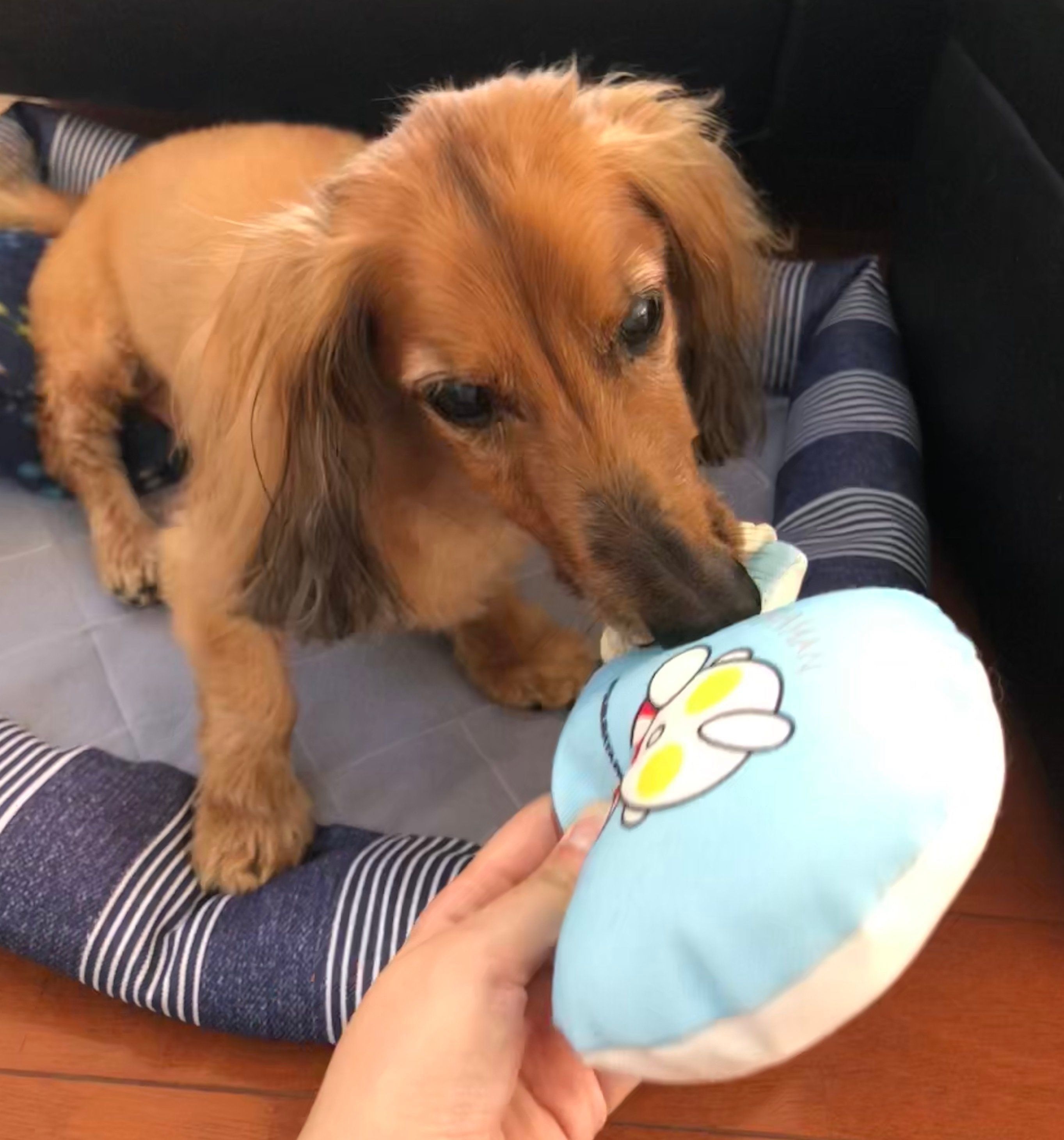 おもちゃで遊ぶ愛犬