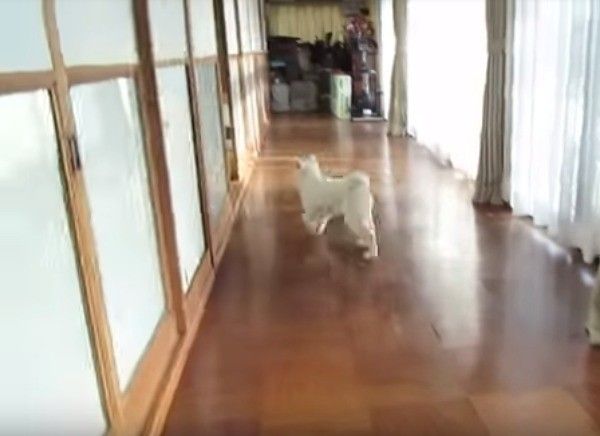 秋田犬