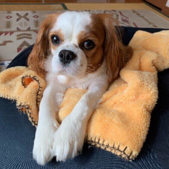 レプトスピラ症とは？混合ワクチンの接種で愛犬を感染症から守ろう いぬのきもち