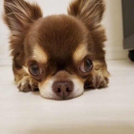 見つめるチワワ