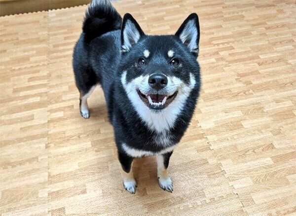 笑顔の天すけくん