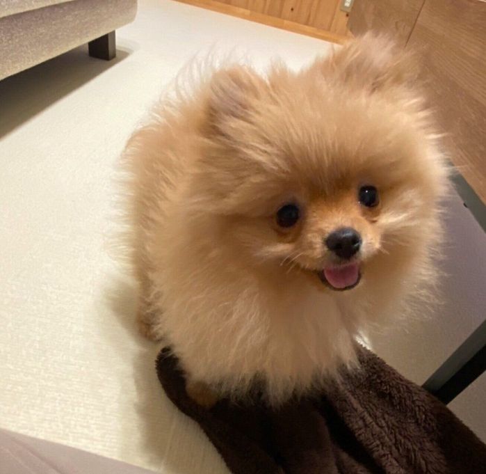 子犬時代のふちちゃん