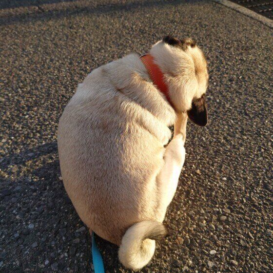 顔をかくパグのはなちゃん