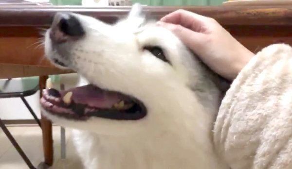 最高に可愛い表情を見せるシルビアちゃん