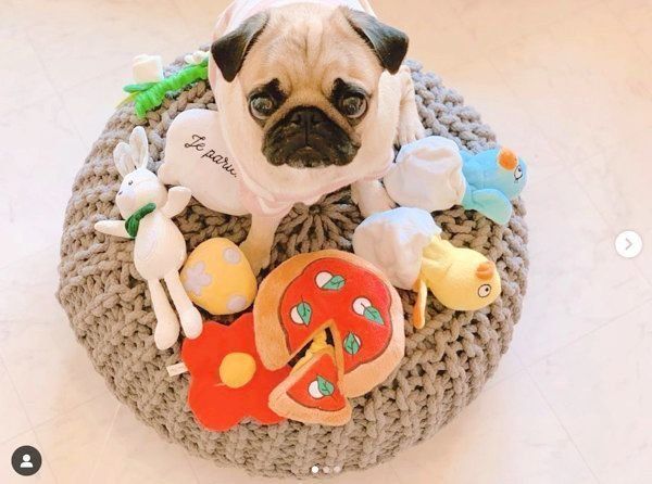 カメラ目線のパグ