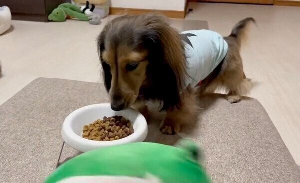 ぬいぐるみの「カエルくん」を落としてしまう、るのんくん