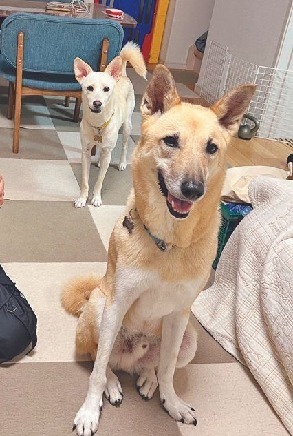 Hさんご家族に迎えられたじろくん。先住犬のもちちゃんとすぐに意気投合して、毎日の散歩が楽しみに。シェルターの屋上にも遊びに行くそう