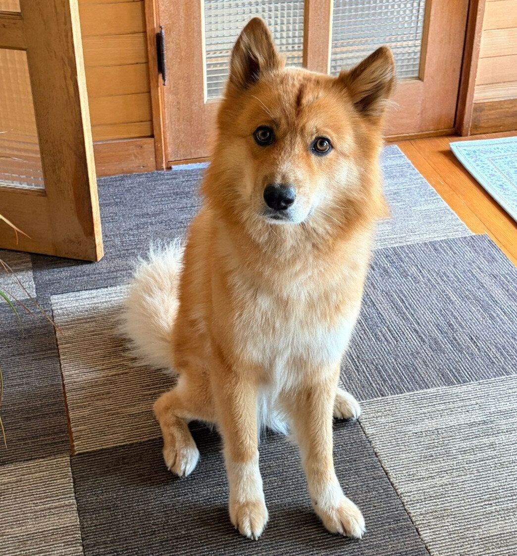飼い主さんのトイレの出待ちをするぽんたくん