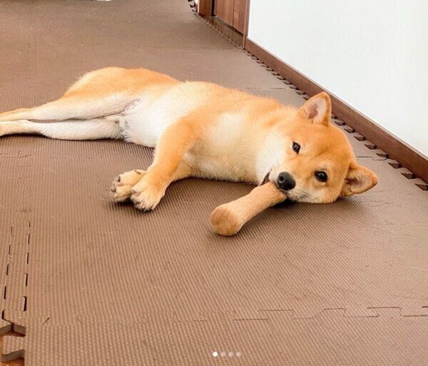 木の棒が好きなころたくん