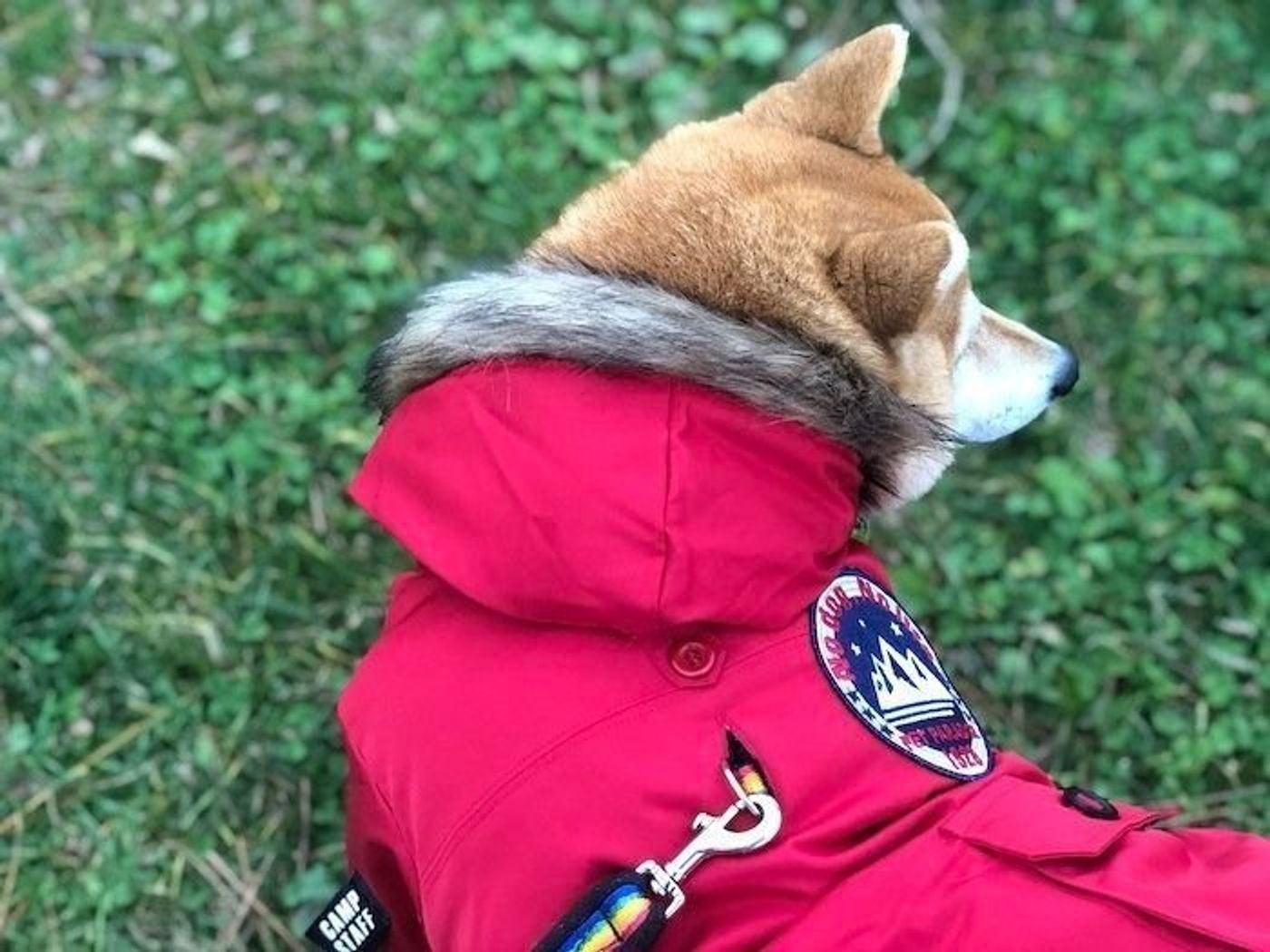 柴犬マロたん 見つけた ハーネス用ホールがあるジャケット 早速ポチりました いぬのきもちweb Magazine 柴犬マロたん 見つけた ハーネス用ホールがあるジャケット 早速ポチりました いぬのきもちweb Magazine