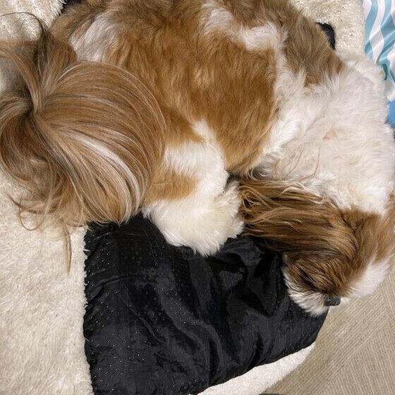 シー・ズー  ベッドをひっくり返して