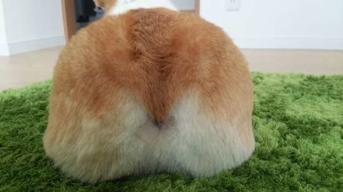 犬が飼い主にお尻をくっつけてくるのはなぜ 可愛いおしり画像とともにご紹介 いぬのきもちweb Magazine 犬が飼い主にお尻をくっつけてくるのはなぜ 可愛いおしり画像とともにご紹介 いぬのきもちweb Magazine