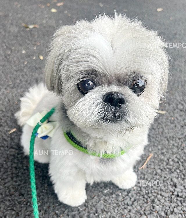 シーズー犬マンガてんぽshihtzu