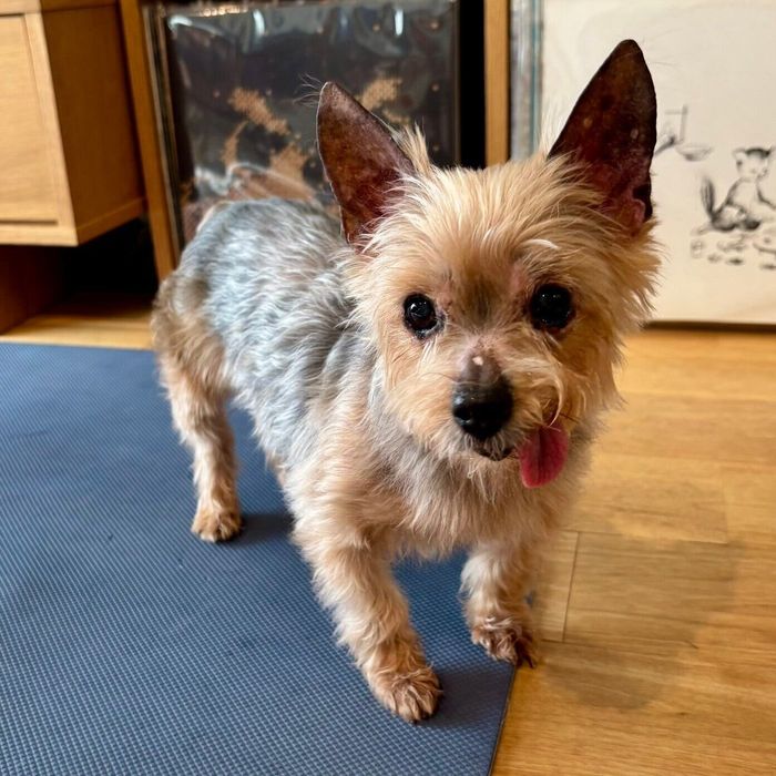 保護犬カフェからお迎えしたからあげちゃん。